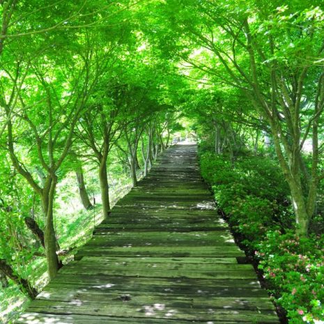 アイキャッチ　木の道